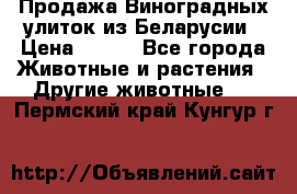 Продажа Виноградных улиток из Беларусии › Цена ­ 250 - Все города Животные и растения » Другие животные   . Пермский край,Кунгур г.